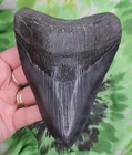Megalodon Sharks Tooth 5 9 16  Inch A grade No Restorations Fossil Sharks Teeth