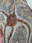 Authentic Collector-grade 7 75  Brittle Starfish Fossil  ophiura  - Morocco