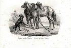 Horse Draft Picardy Norman  Very Rare Antique 1840s Fine Copper Engraving Print