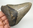 Megalodon Shark Tooth - Real Fossil 3 85    - Shark Teeth No Restorations
