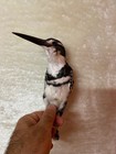 Taxidermy Bird Ceryle