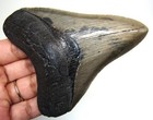 Megalodon Shark Tooth - Real Fossil 3 89 - Serrated Shark Teeth - No Restoration