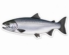 Steelhead Trout Fish Sticker Fishing Decal Car Bumper Cooler Tackle Kayak Boat
