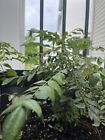 2 Curry Leaf Plants  murraya Koenigii   4-6 Inches
