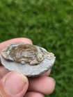 Vulgaris Pulalius Crab Fossil From Washington State