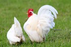 10  White Serama Fertile Chicken Hatching Eggs