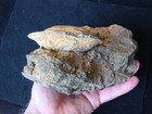 Super Rare 3 Million Year Old Embedded Clam River Rock Deep South Fossil   87 