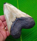 5 02    Megalodon Shark Tooth Real Fossil - Xl Big 