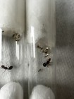 Queen Ant Selenopsis Invicta   3-6 Workers