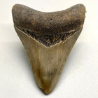 Sharply Serrated Nice Quality 2 65  Fossil Megalodon Tooth - Usa