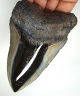 Megalodon Shark Tooth - Real Fossil 4 56    - Stunning Shark Teeth No Restorations
