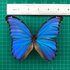 Real Blue Morpho Didius Butterfly Unmounted Papered Insect Spread Wings Specimen