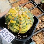 Astrophytum Asterias--ariocarpus  astrophytum Myriostigma