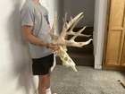 Real Whitetail Deer Skull   Antlers European Mount Taxidermy Display Decor