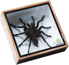 Real Spider Tarantula Taxidermy Mounted Specimen Insect Framed Insect Eurypeima