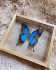 Papilio Ulysses Beautiful Real Butterfly In Handmade Frame Taxidermy Insect