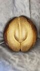 Coco De Mer Coconut  double Coconut   seychelles Coconut 