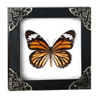 Real Common Tiger Butterfly Framed Danaus Genutia Taxidermy Insect Specimen Art