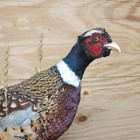 Brand New Walking Ringneck Rooster Pheasant Taxidermy With Habitat