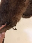Vintage Mink Fur Collar  Brown  From Spokane Washington