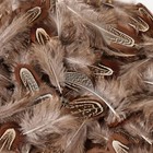  60pcs Natural Plumage Feathers 2-3 Inches Fluffy Spotted Pheasant Feathers 