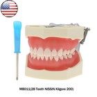 Fits For Kilgore Nissin 200 500 Type Dental Typodont Model With Removable Teeth