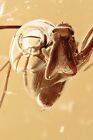 Top Perfect Assassin Spider Archaeidae Fossil Genuine Baltic Amber   Hq P 240111