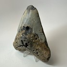 Megalodon Shark Tooth 4 85 Inch - Natural - Colorful Fossil - Authentic 19656