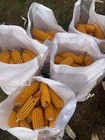 Corn On The Cob Squirrel  Bird  Rabbit  Feed 25 Lb  Just Harvested