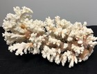 Natural White Brown Stem Coral Specimen 