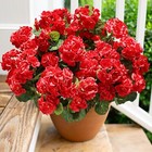 Artificial Geranium Silk Flowers Realistic Red Uv Resistant Fake Plants Decor