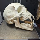 Cool Vampire Skull