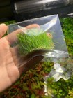 Dwarf Hairgrass Mini Eleocharis Parvula Live Aquarium Plants Buy 2 Get 1 Free    