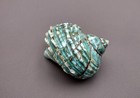 Polished Jade Green Turbo Seashell Turbo Burgessi  1 Shell Approx  3  Inches 