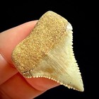 Great White Shark Tooth 1 32  Megalodon Teeth Era Fossil Unrestored