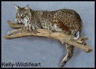 Custom Bobcat Taxidermy Mount Wildlife Hunting Cabin Art Great Gift Idea 