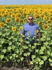 Eagle Seed - Grand Champion    Clearfield   Hybrid Sunflowers - Beyond Herbicide