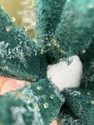 Sun Red Medaka Eggs  10   2 Free      Premium Japanese Rice Fish