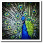 Magnificent Peacock 6x6 Iron On Heat Transfer For White Material