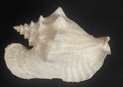 Large Pink Queen Conch Natural Seashell Nautical Ocean Decor L 10 1 2 X 11 Wide