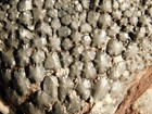 Big  430 Million Year Old  Crinoid Fossil Or Sea Lily Fossil Morocco 1464gr