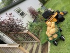 25  Seminole Pumpkin Seeds  Organic  Heirloom  Usa Seller  Free Shipping
