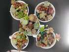 Varieties Succulent Live Plant Cactus Cuttings Garden Starter Plants Us Stock