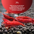 Seam Oasis - 20   Fire Red Shrimp Neocaridina Shrimp   Free Shipping
