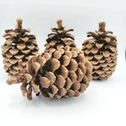 Lot Of 4 Beautiful   Clean Pinecone 6  For Decor Everyday Holiday Christmas