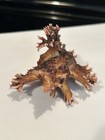 Plumrosa Murex