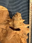 Large Spiny Murex Whelk Shell 11     Natural Ocean Specimen Coastal Nautical Decor