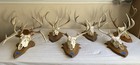 Deer European Skull Mounts On Wood Plaques  For Garage camp man Caves jewelry   