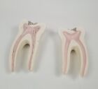 Dental Dentistry  cavity Tooth  Sectional 2 Piece Teaching Model Tooth Antique 