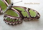 Real Scarce Bamboo Page Philaethria Dido Butterfly Framed Double Glass Display